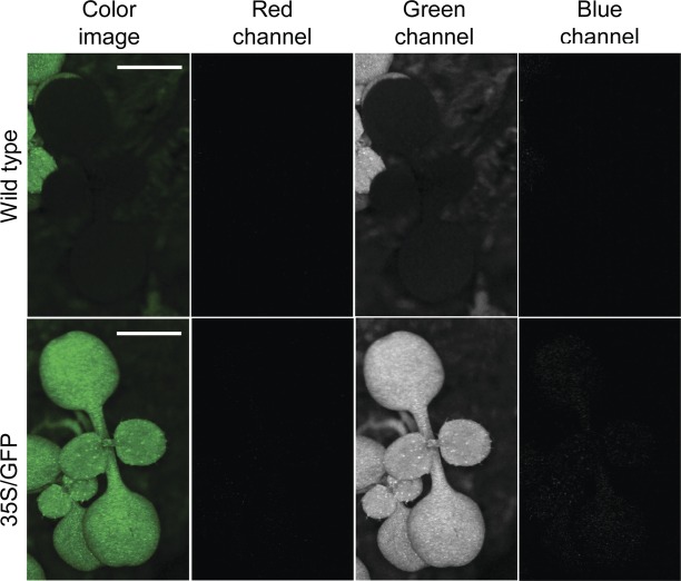 Fig. 3