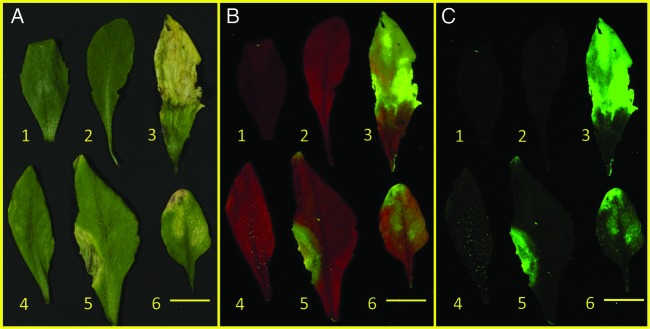 Fig. 11