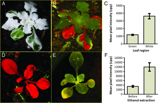 Fig. 10