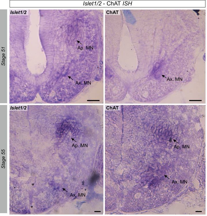 Figure 3—figure supplement 1.