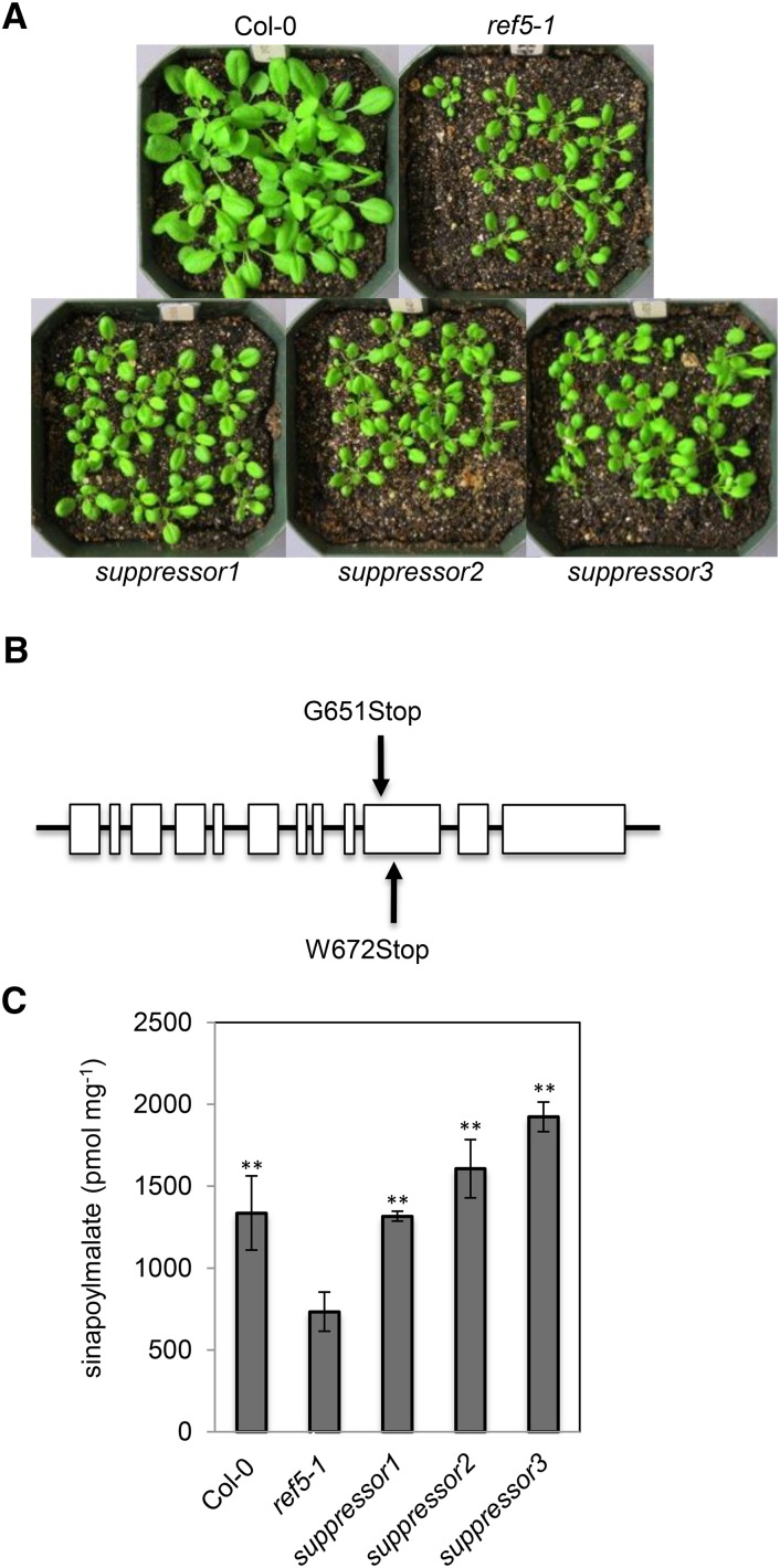 Figure 12.