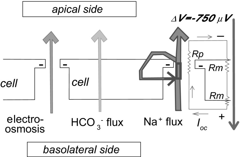 Fig. 3