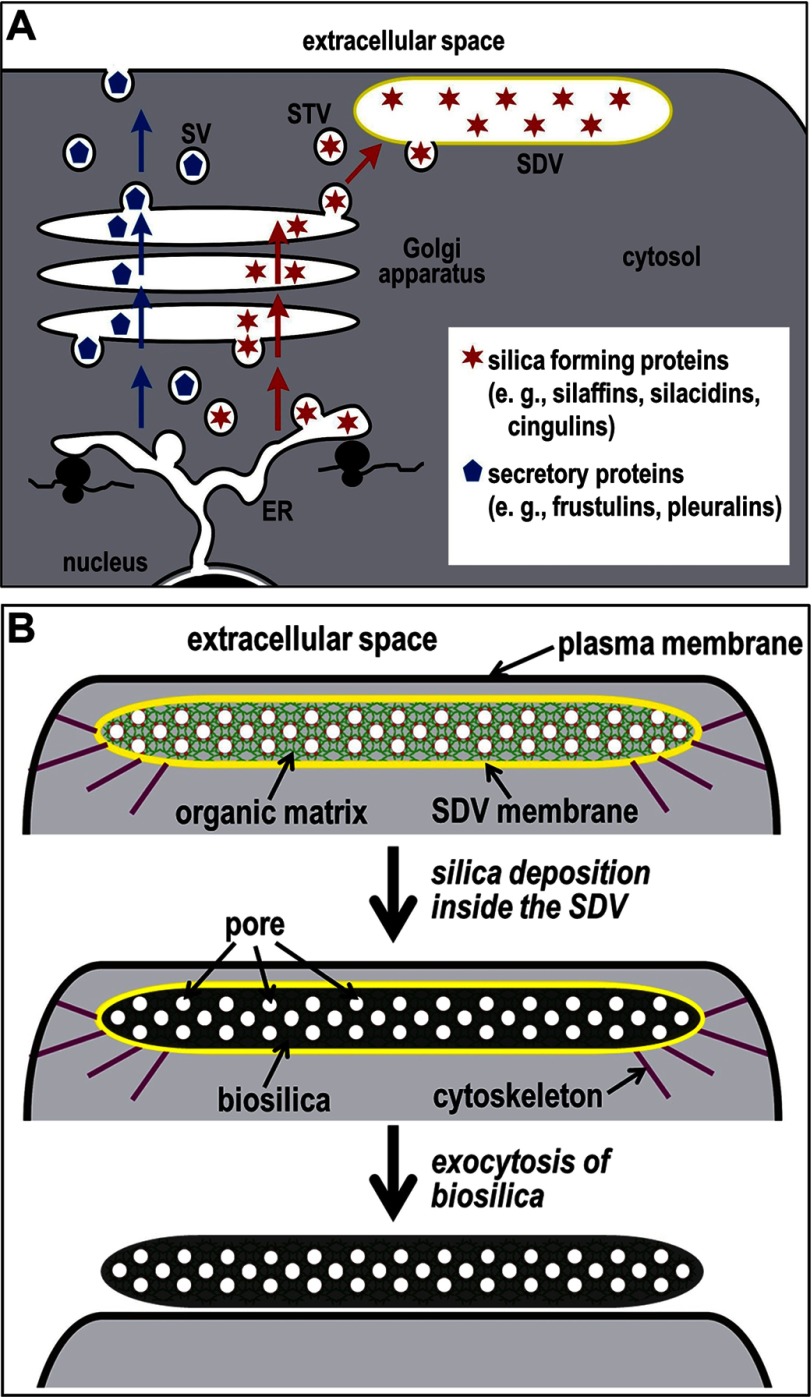 FIGURE 1.