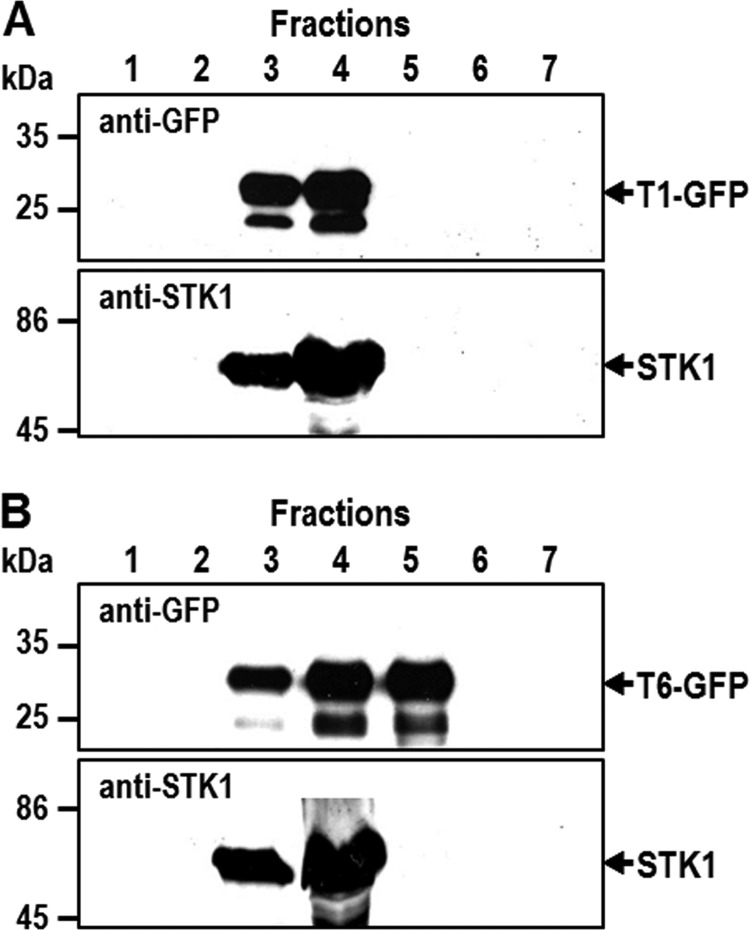 FIGURE 7.