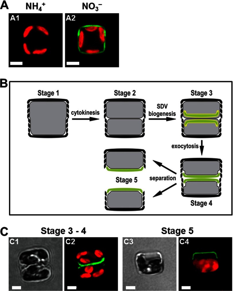 FIGURE 3.