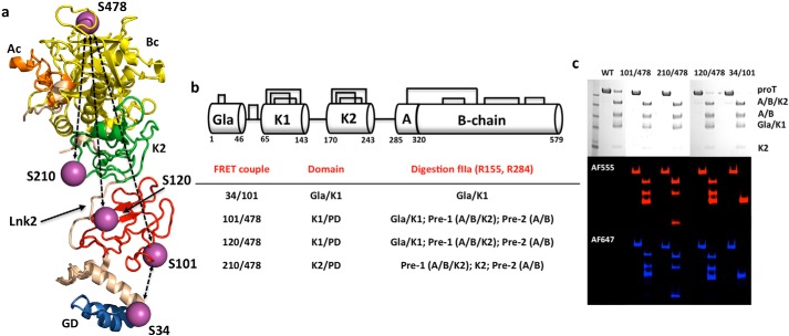 FIGURE 1.