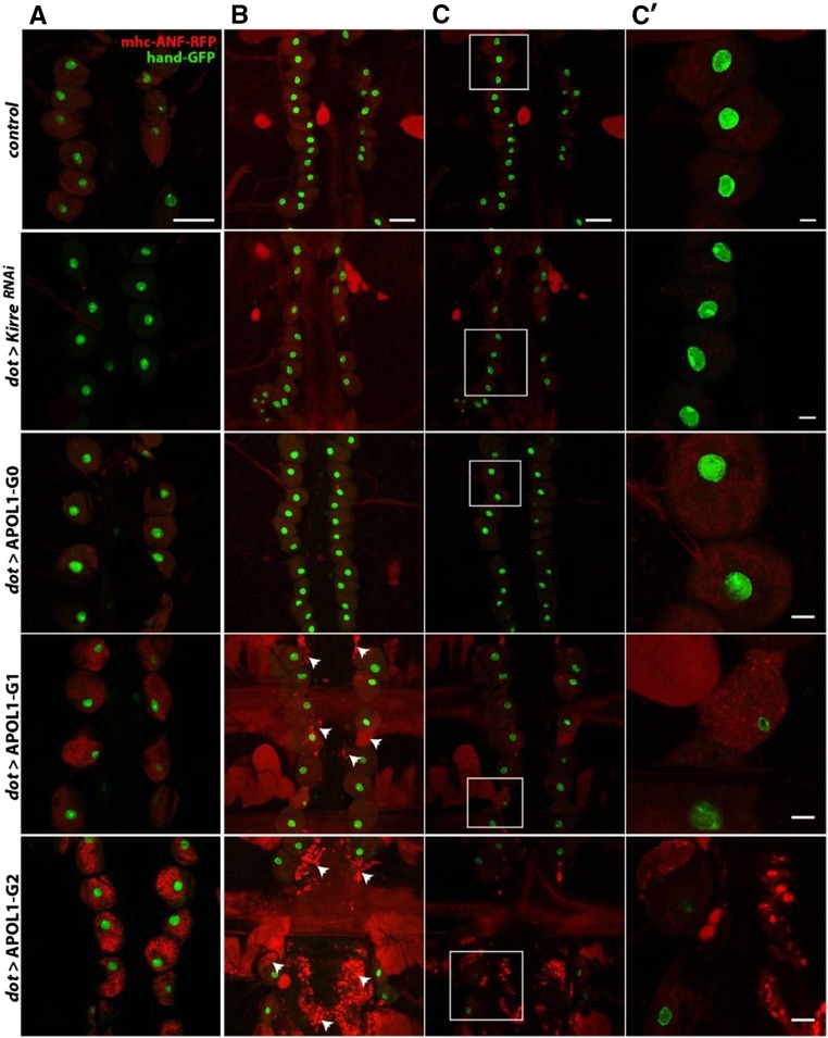 Figure 2.