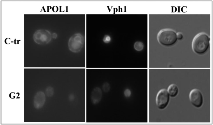 Figure 10.