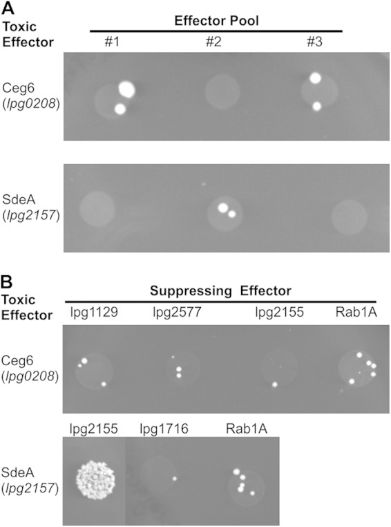 FIG 2