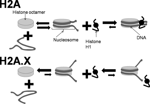 FIGURE 7.