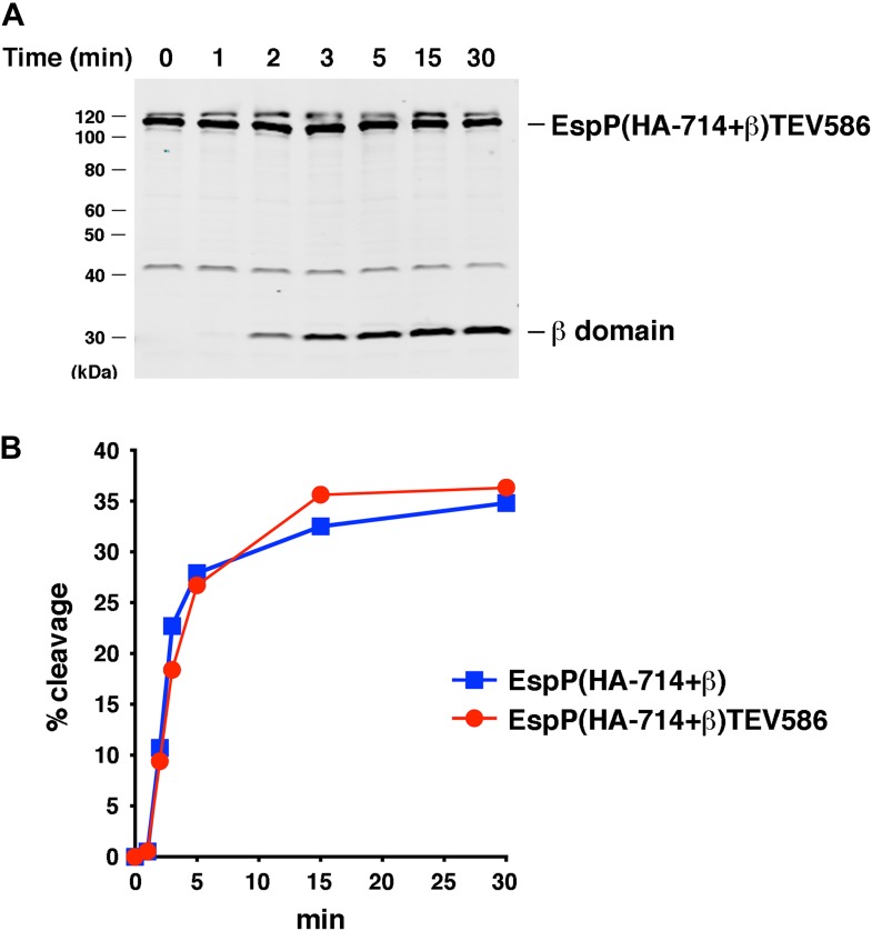 Figure 7—figure supplement 1.