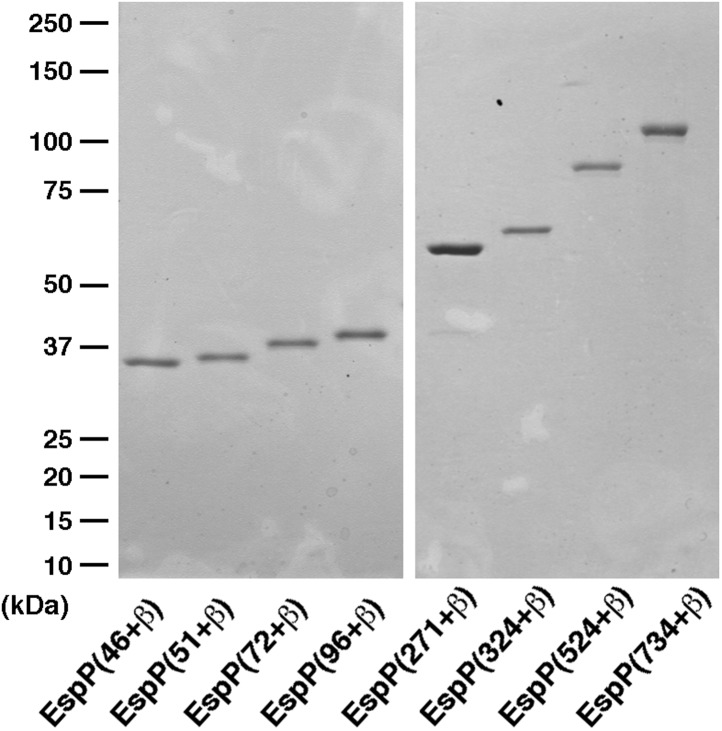 Figure 3—figure supplement 1.