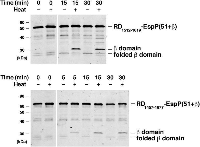 Figure 7—figure supplement 2.