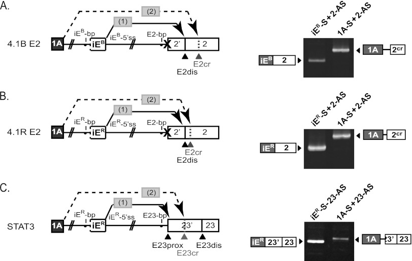 Fig 7