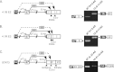 Fig 7