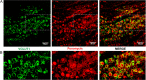 Figure 2—figure supplement 1.
