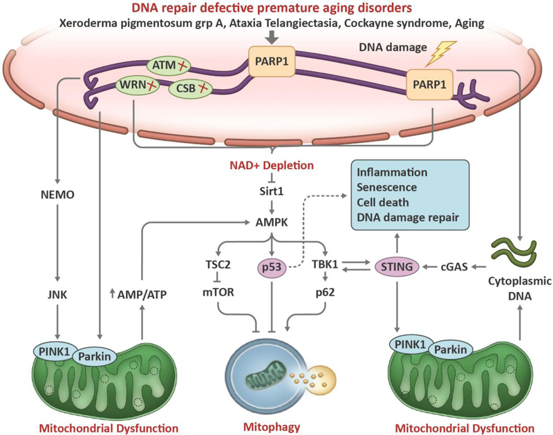 Figure 4: