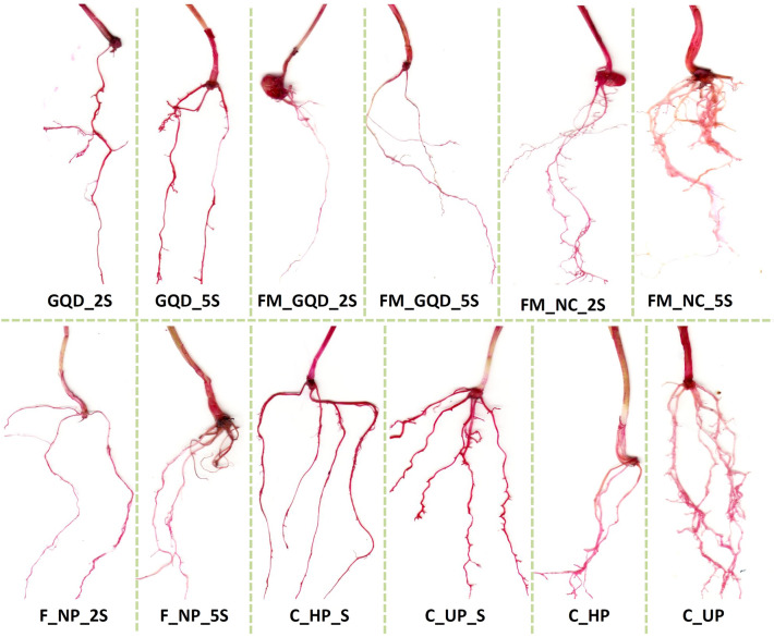 Figure 11