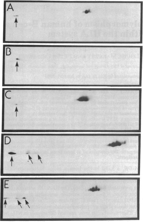 graphic file with name pnas00497-0563-a.jpg