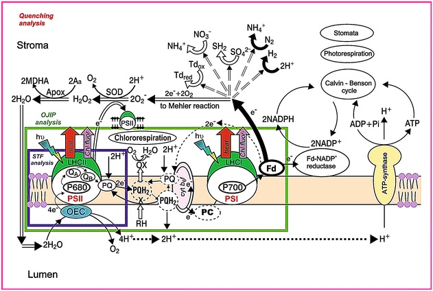 Fig. 1