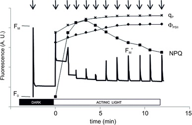 Fig. 4