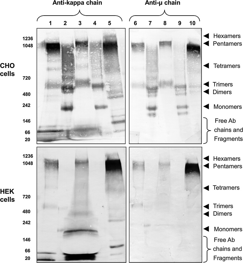 Fig. 3