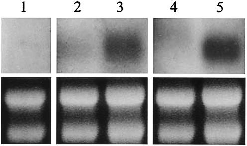 FIG. 5.