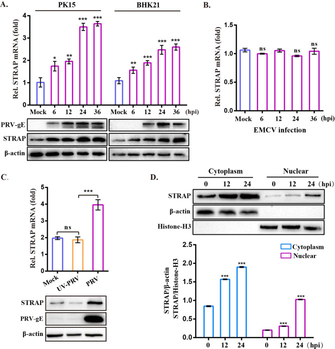 STRAP upregulates antiviral innate immunity against PRV by targeting