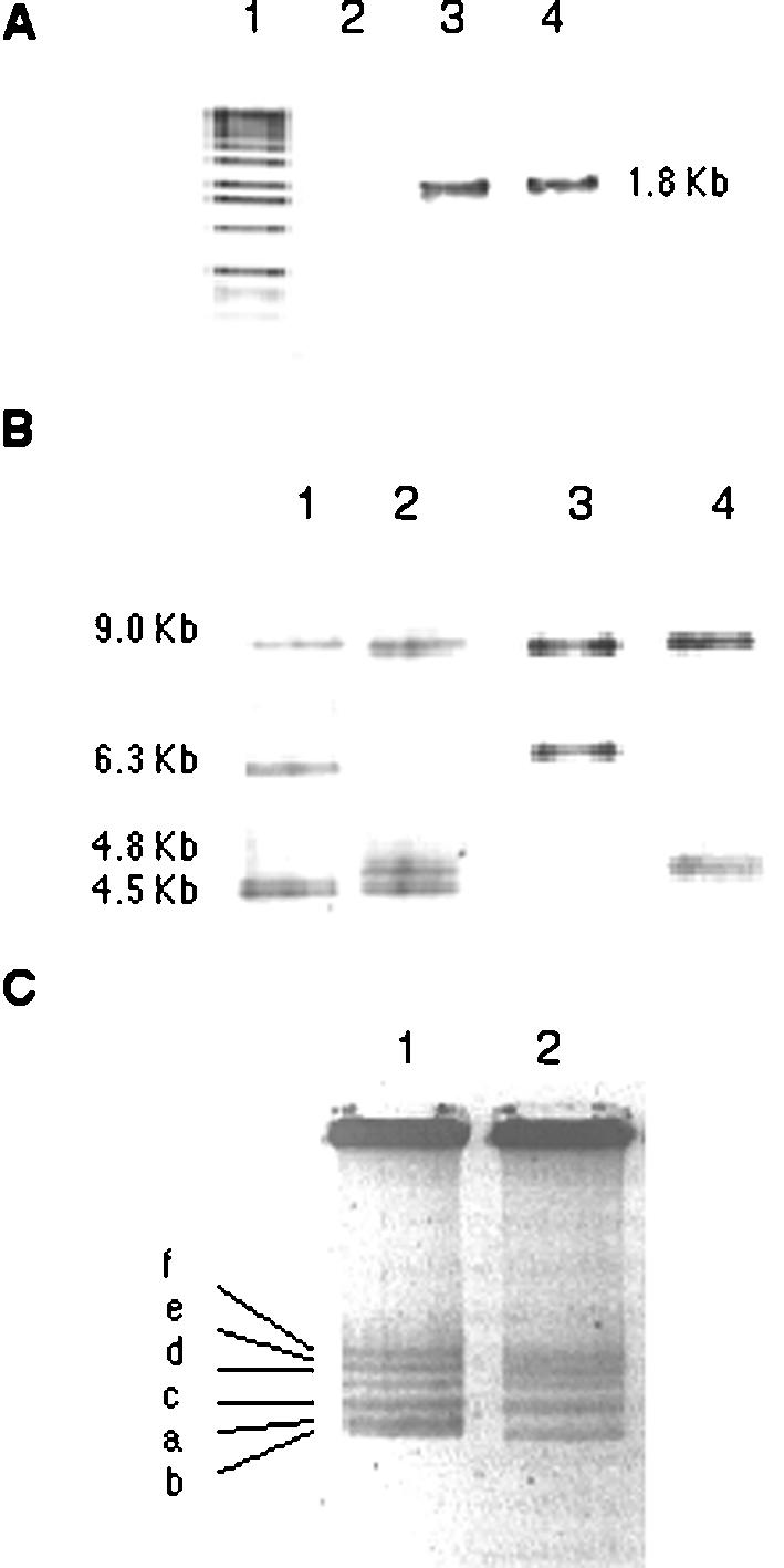 FIG. 2.