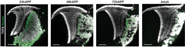 Figure 6—figure supplement 1.