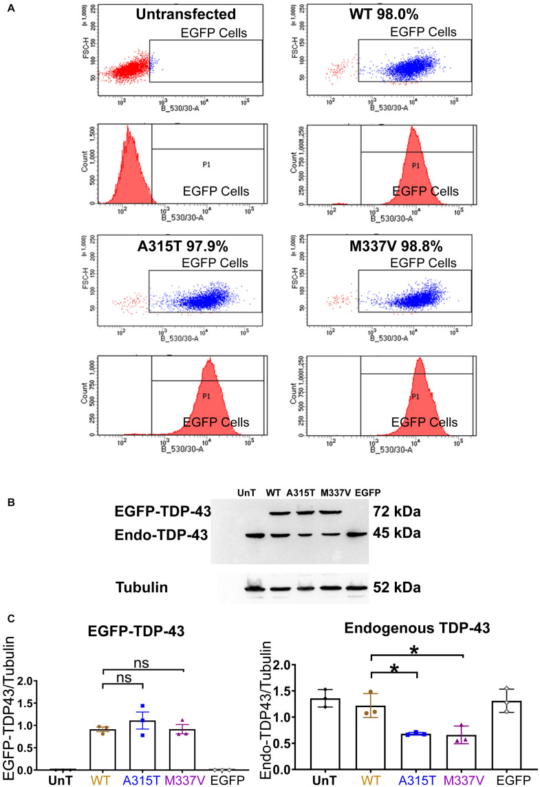 TDP-43 Mutation Affects Stress Granule Dynamics in Differentiated NSC ...