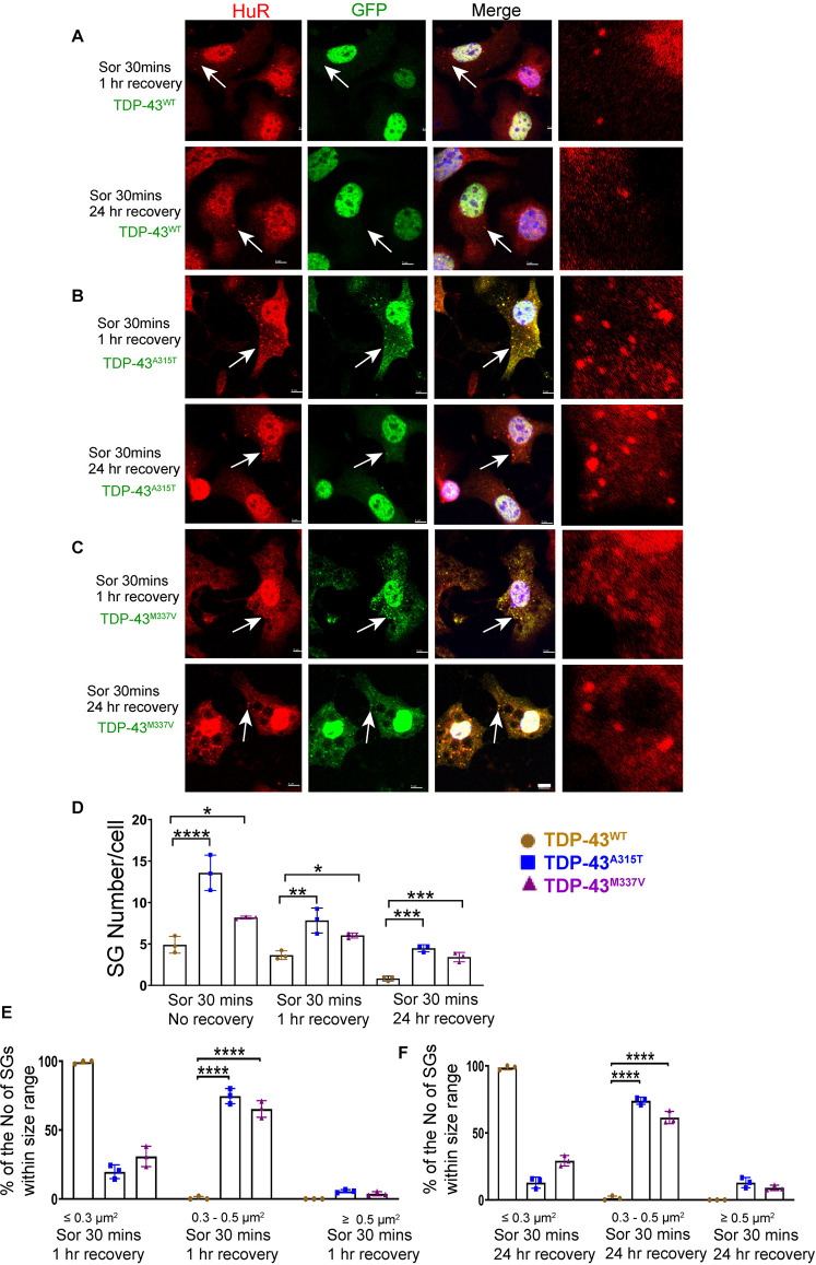 TDP-43 Mutation Affects Stress Granule Dynamics in Differentiated NSC ...