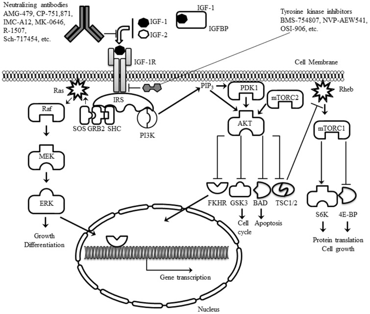 FIGURE 1