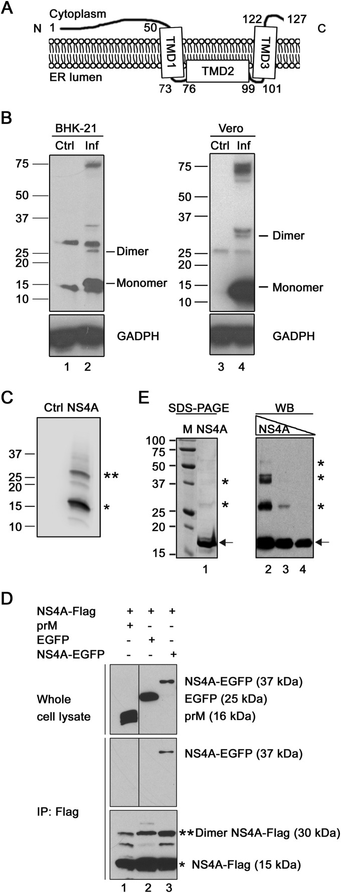 FIG 1