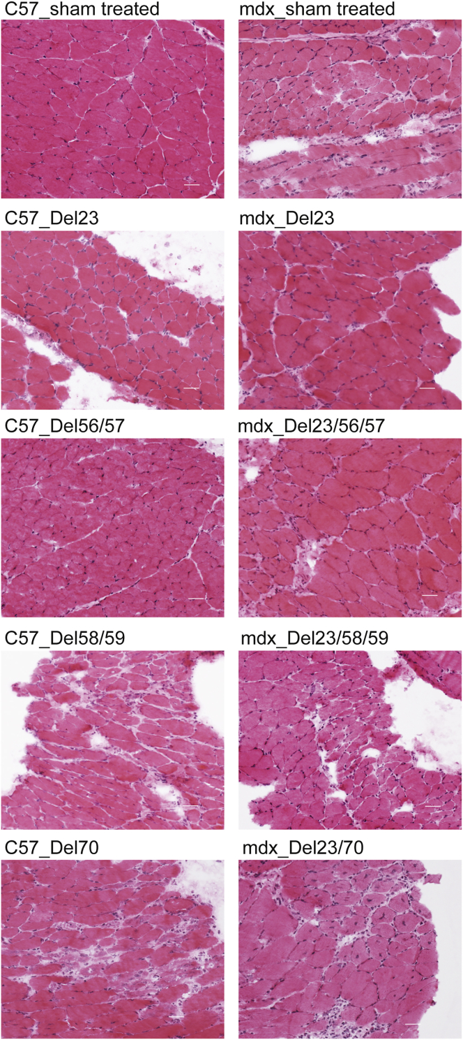 Figure 5