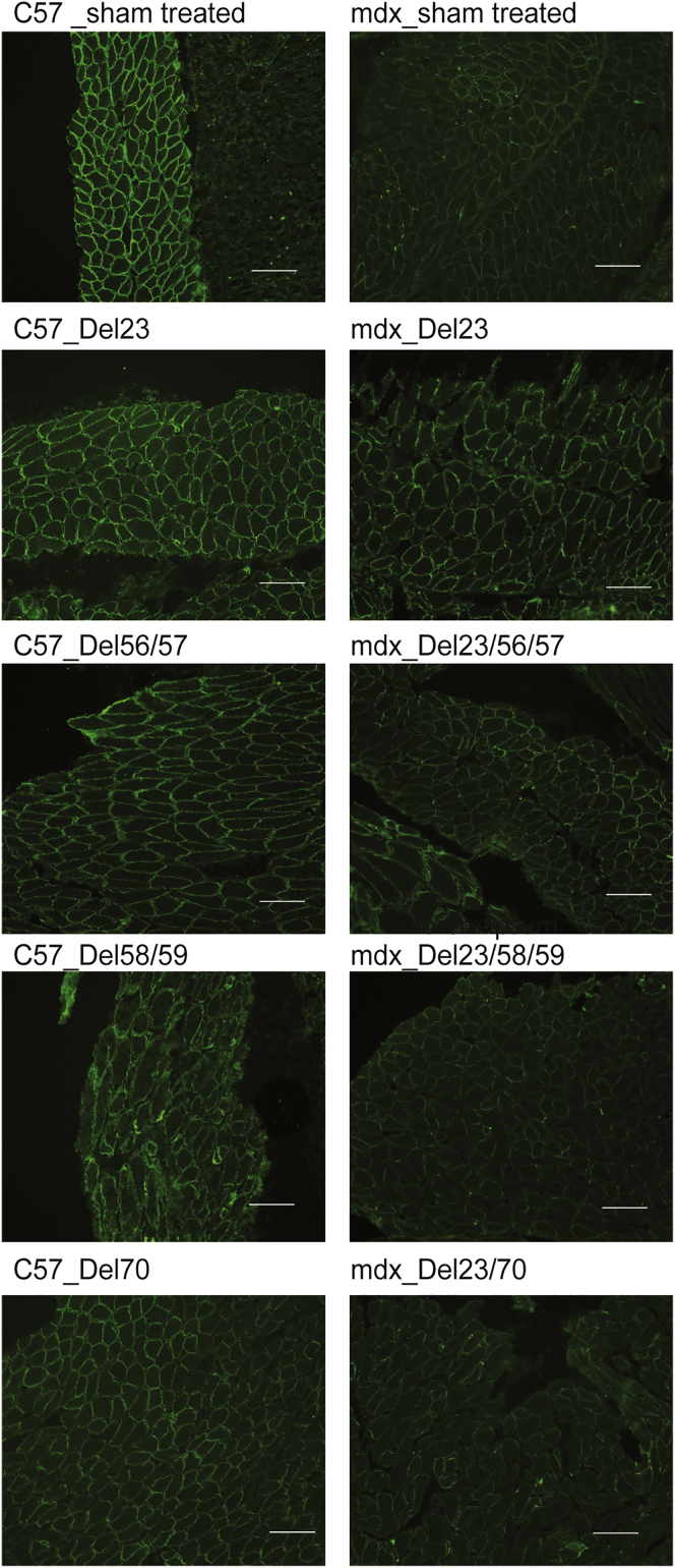 Figure 4