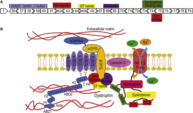 Figure 1