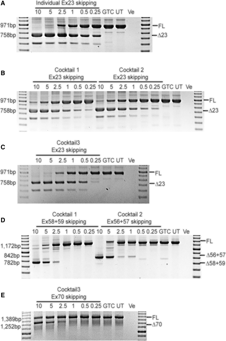 Figure 2