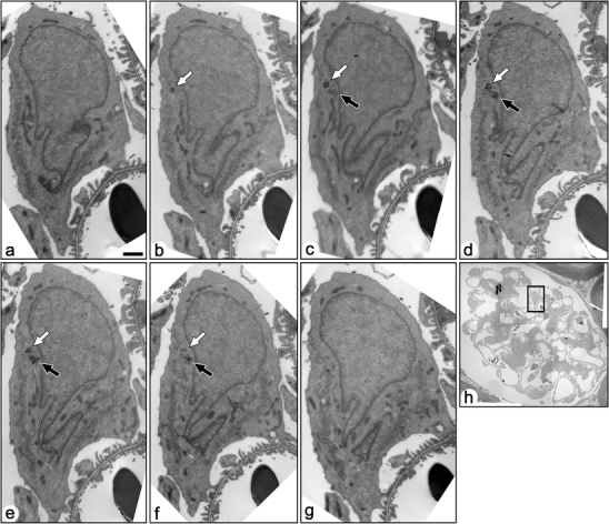 Fig. 3