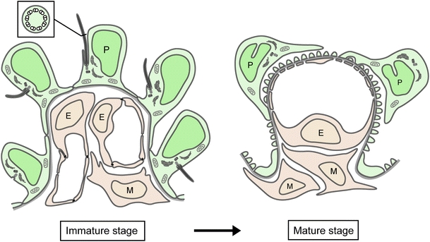 Fig. 10