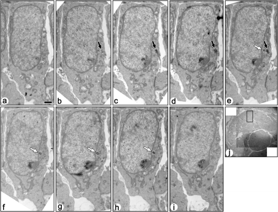 Fig. 5