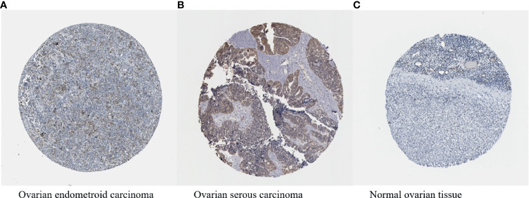 Figure 5