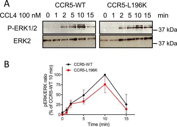 Figure 5—figure supplement 1.