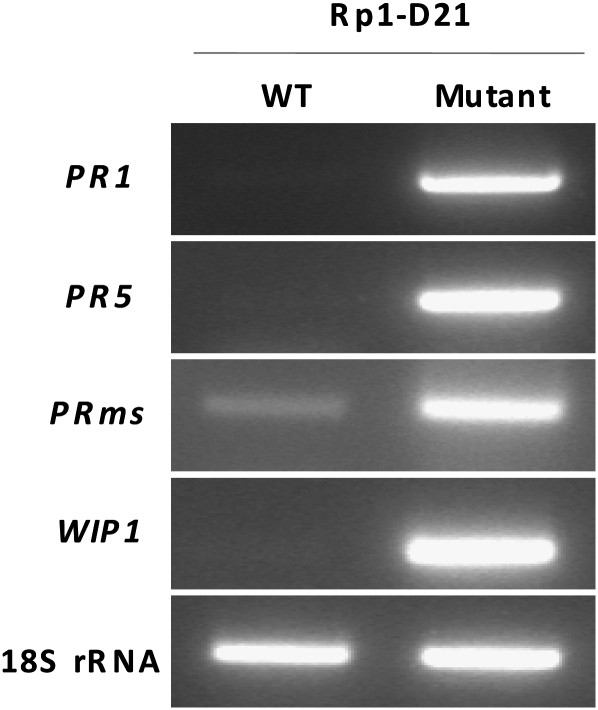 Figure 3.—