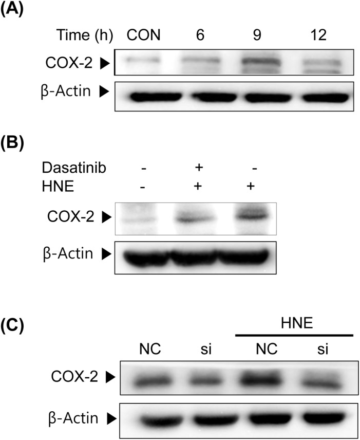 Fig 5