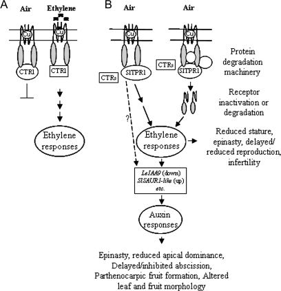 Fig. 11.