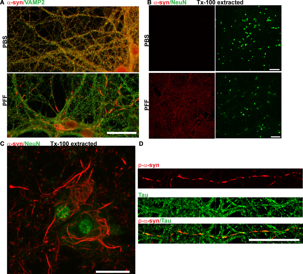 Addition of exogenous α-Synuclein Pre-formed fibrils to Primary ...