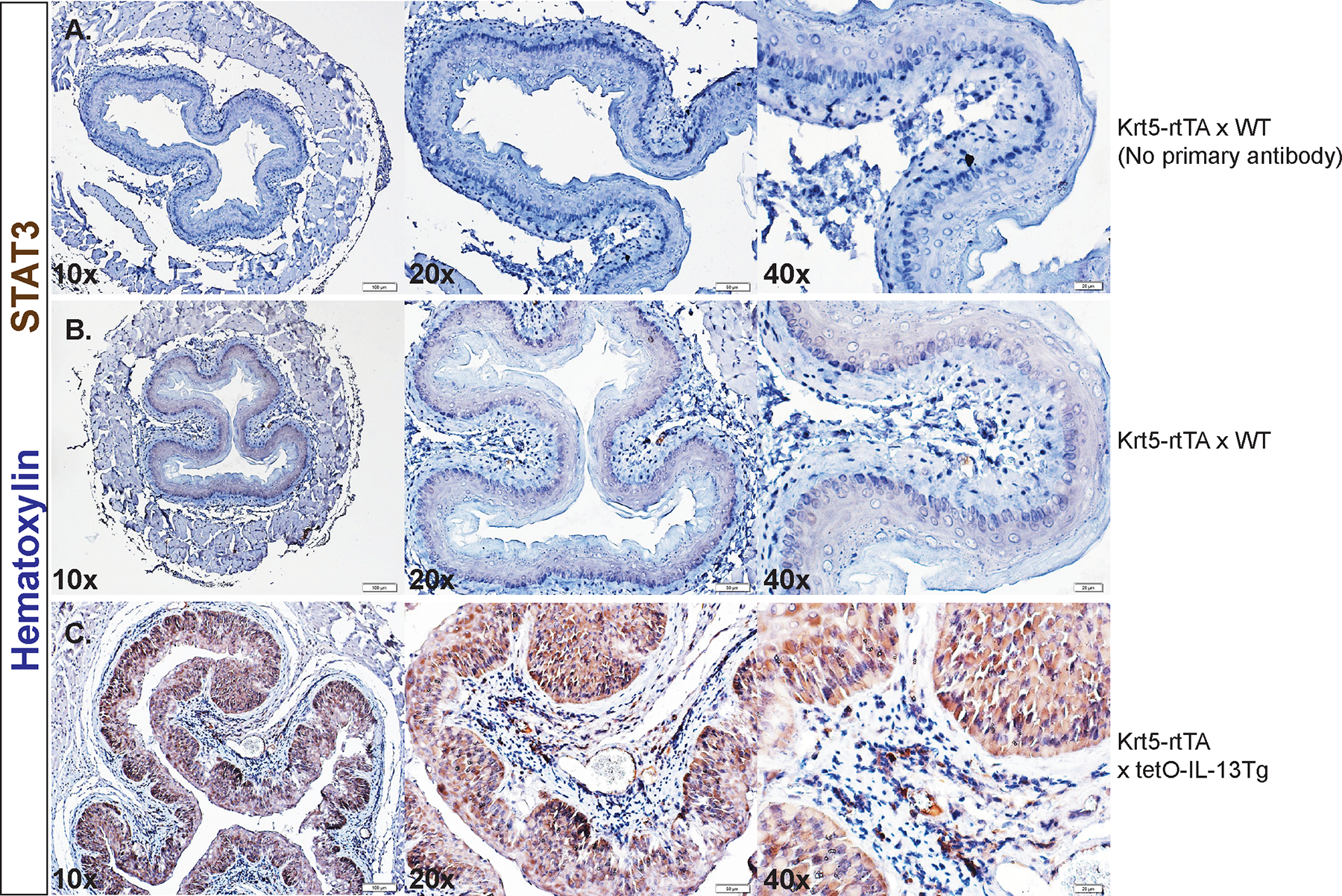 Figure 4: