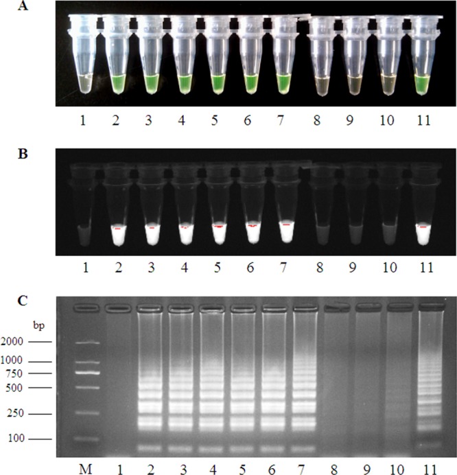 FIG 1