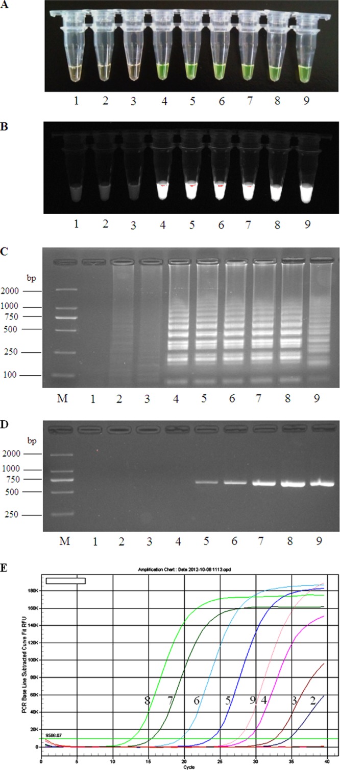 FIG 2